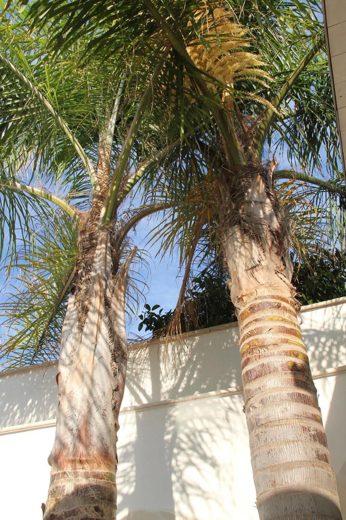 B&B Valentino Bari Dış mekan fotoğraf